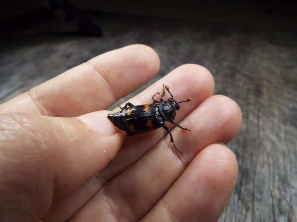 Beetle food shop